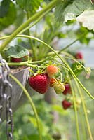 Étape par étape pour planter des fraises dans un pot en métal suspendu