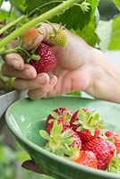 Étape par étape pour planter des fraises dans un pot en métal suspendu - récolte de fruits mûrs