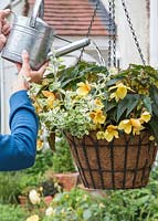 Femme, arrosage, pendre, panier, à, bégonia, et, helichrysum