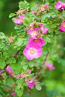 Rosa forrestiana. Ashley Farm, Stansbatch, Herefordshire, Royaume-Uni