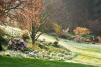 La lumière du soleil s'étend sur la pelouse givrée illuminant les arbres, les arbustes et les Narcisses 'Thalia '. Forest Lodge, Pen Selwood, Somerset, UK