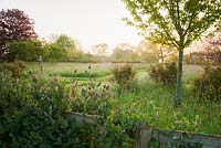 Le lever du soleil illumine le chèvrefeuille poussant sur une clôture séparant le jardin des prés environnants.