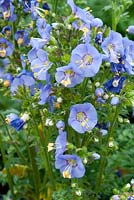Polemonium caeruleum 'Bambino Blue'