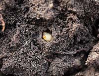 Otiorhrynchus sulcatus - La larve du charançon de la vigne forme une cavité dans le sol lorsqu'elle est prête à se nymphoser