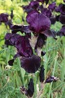Iris 'Black Sargeant' gros plan de fleur