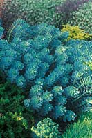 Euphorbia myrsinites - Euphorbe bleue