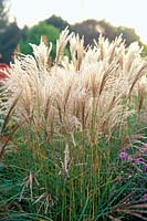 Miscanthus sinensis Klein Fontane, herbe argentée chinoise, herbe, herbe ornementale, octobre, automne, gros plan de l'herbe à fleurs blanches.