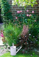 Parterre de jardin rose d'été avec arrosoir