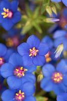 Anagallis Monelli - Pimpernel bleu. Flimpleaf Pimpernel fleur