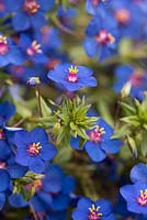 Anagallis Monelli - Pimpernel bleu. Flimpleaf Pimpernel fleur