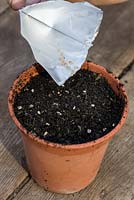 Semer les tomates sous verre - saupoudrer les graines finement et uniformément sur du compost comparé dans un pt