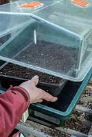 Semer le persil dans un bac à graines - placer dans une caisse de propagation chauffée à 21 degrés Celsius