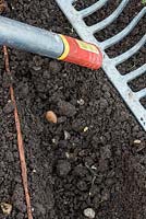 Semer des fèves robustes - en utilisant l'arrière d'un râteau pour repousser le sol sur les fèves et tapoter doucement