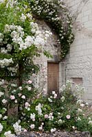 Rosa 'Bobby James' et Rosa 'Château du Rivau' sur tonnelle rose et mur du château, Château du Rivau, Vallée de la Loire, France