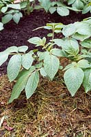 Solanum tuberosum 'Cherie' - Coupures de gazon utilisées comme paillis autour de la base de pommes de terre biologiques