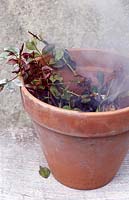 Détruire le feuillage des roses malades en les brûlant dans un pot en terre cuite