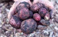 Solanum tuberosum 'Maxine' - Jardinier tenant des pommes de terre biologiques non lavées