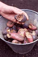 Jardinier montrant des dommages de rongeurs aux pommes de terre