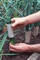 Allium porrum 'Musselburgh' - Jardinier blanchissant les poireaux à l'aide de rouleaux de papier toilette recyclé