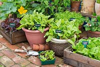 Feuilles cultivées en pot et cultures de salade dans un petit jardin avec plateau de plants de laitue prêts pour la plantation.