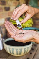 Étape par étape - Planter des pots de pois cassés (Pisum sativum), des herbes Microgreen et des radis 'French Breakfast'