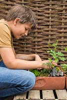 Jeune garçon jouant avec jardin miniature créé avec diverses petites plantes