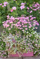 Étape par étape pour planter un pot en bois rose avec Argyranthemum 'Percussion Rose', Bacopas 'Abunda Pink', Scopia 'Double Ballerina Pink' et Ajuga 'Burgundy Glow' - Développement de la croissance - plan fini