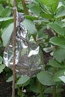 Protéger les fèves avec des effrayants réfléchissants pour oiseaux fabriqués à partir de papier recyclé provenant d'un emballage de thé