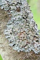 Lichen sur un tronc d'arbre sorbier