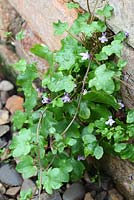 Cymbalaria muralis - Crapaud à feuilles de lierre, également connu sous le nom de lierre de Kenilworth