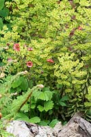 Euphorbia x martinii 'Ascot Rainbow', Geum 'Pink Frills' et fougères