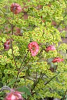 Euphorbia x martinii 'Ascot Rainbow' et Geum 'Pink Frills'