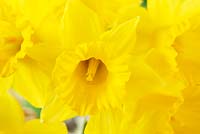 Narcissus obvallaris Jonquille Tenby, Division 13