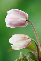 Anemone nemorosa 'Cedric's Pink' - Anémone des bois Fleur non ouverte