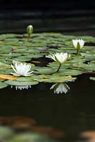 Nymphaea Odorata var. Mineure - Nénuphar moins parfumé dans un étang avec des reflets