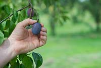 Prunus domestica - Jardiniers cueillant à la main la prune 'Laxtons Cropper' de l'arbre