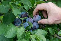 Prunus domestica - Pruniers à main 'Sanctus Hubertus'