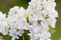 Syringa vulgaris 'Rochester'