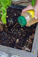 Épandage d'engrais à libération lente dans un pot planté de Corylus avellana 'Contorta'