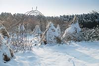 Roses paillées de paille sous la neige pour une protection hivernale. Jardin botanique de l'Académie polonaise des sciences - Powsin / Varsovie, Pologne