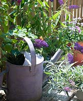 Buddleja avec virgule papillon sur patio