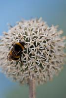 Echinops sphaerocephalus 'Arctic Glow' - bourdon se nourrissant de grands globules