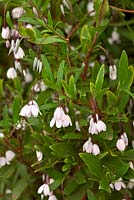 Sollya heterophylla 'Pink Charmer'