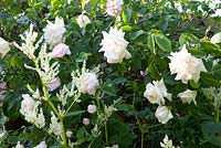 Parterre de fleurs mélangé avec Aconogonon speciosum 'Johanniswolke', Rosa 'Ilse Krohn Superior' et Rosa gallica 'Belle Isis '