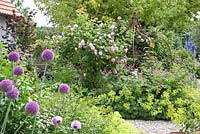 Jardin informel planté de Rosa 'Constance Spry', Alchemilla mollis, Allium 'Ambassador' et Geranium psilostemon