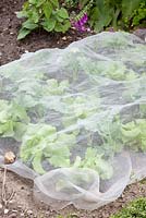 Filet de protection sur la laitue fraîchement plantée et le chou-rave - Brassica oleracea et Lactuca sativa