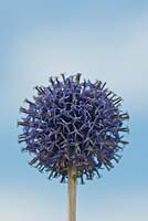 Echinops ritro 'Veitch's Blue' - globethistle sud
