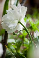 Tulipa 'Mount Tacoma' - blanc