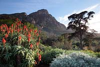Aloe Aborescens - Krantz Aloe avec Table Mountain, Kirstenbosch National Botanical Garden, Cape Town, Afrique du Sud
