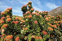 Leucospermum praecox - Mossel Bay pelote à épingles ou grande pelote à touffes, Cape Town, Afrique du Sud